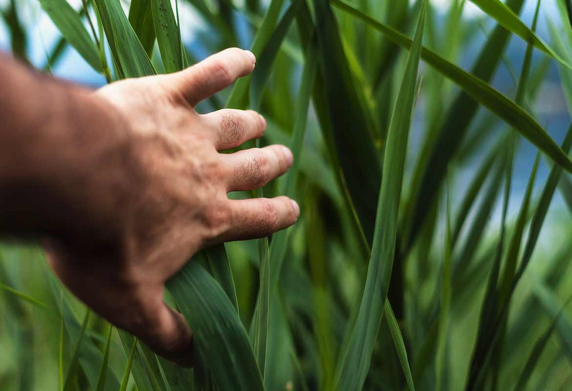 Engenharia Agronômica / Agronomia - bacharelado