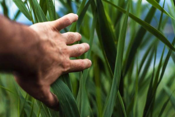 Engenharia Agronômica / Agronomia - bacharelado