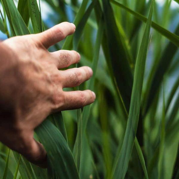 Agronomia - ITUIUTABA