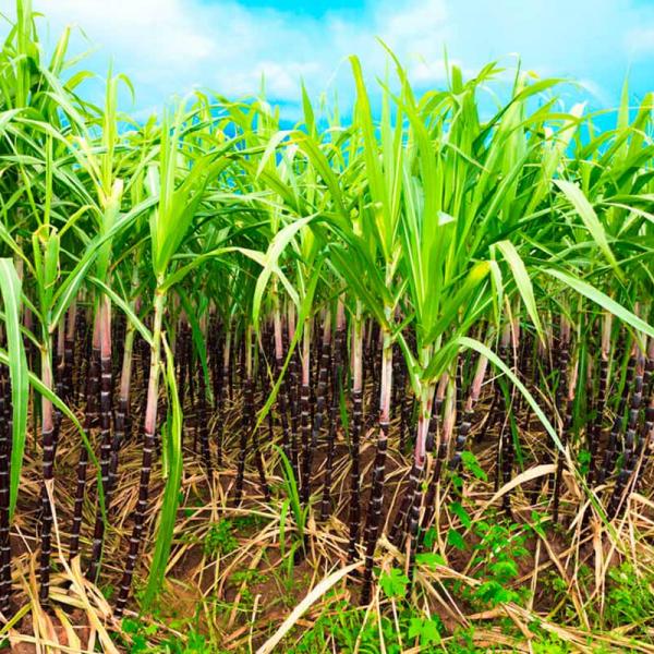 Tecnologia em Produção Sucroalcooleira - ITUIUTABA